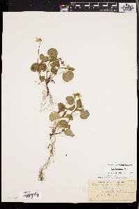 Viola labradorica image