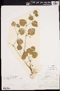 Viola labradorica image