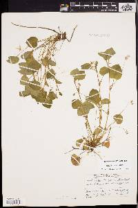 Viola labradorica image