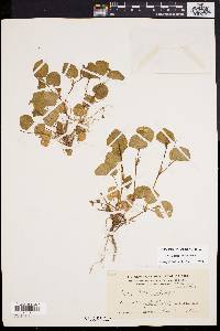 Viola labradorica image
