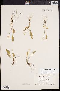 Viola lanceolata image