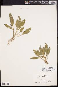 Viola lanceolata image