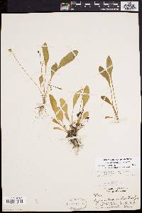 Viola lanceolata image