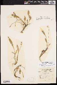 Viola lanceolata image