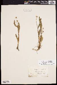 Viola lanceolata image