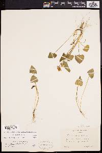 Viola affinis image