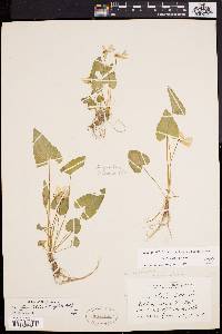 Viola affinis image