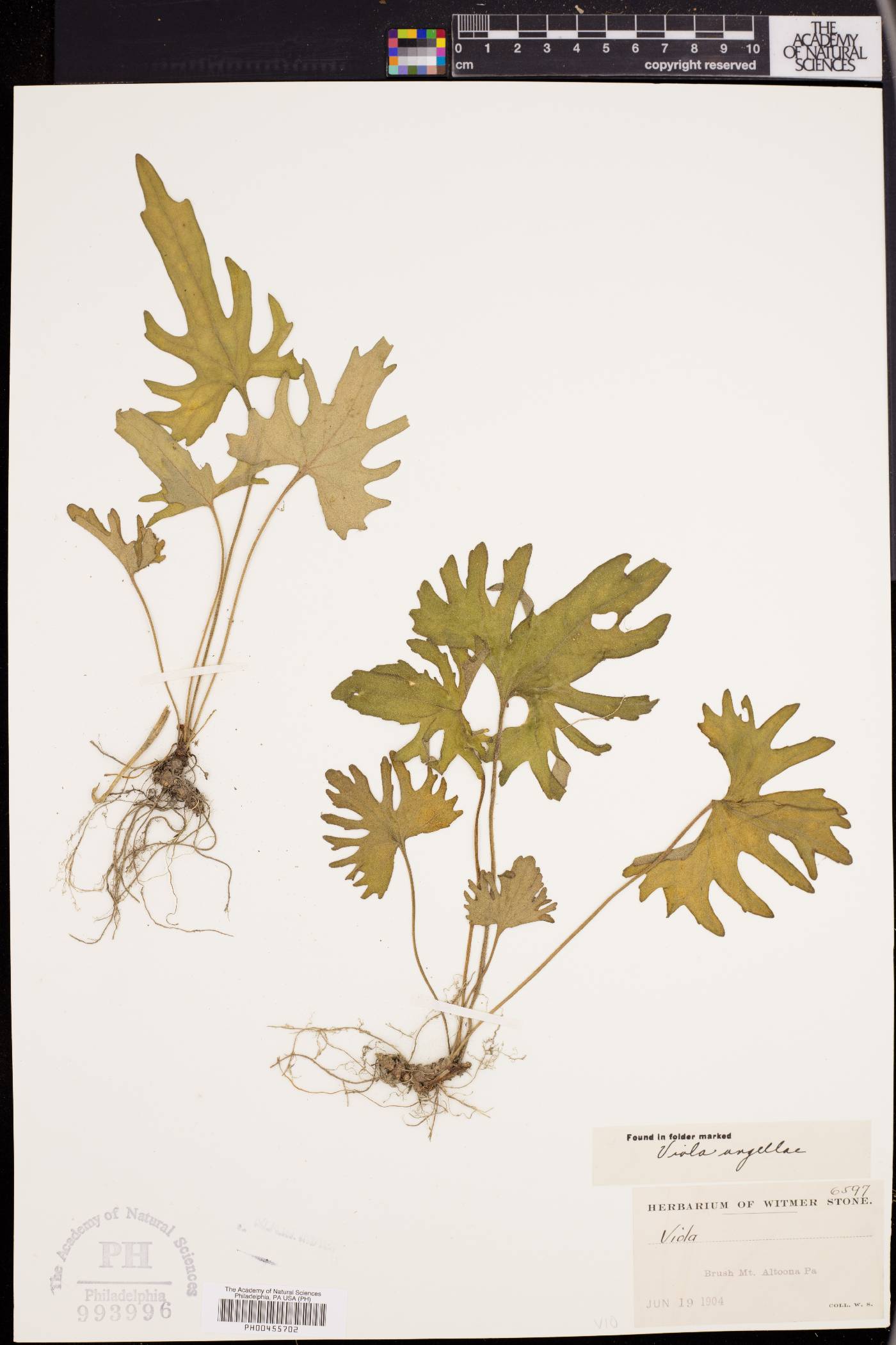 Viola angelliae image