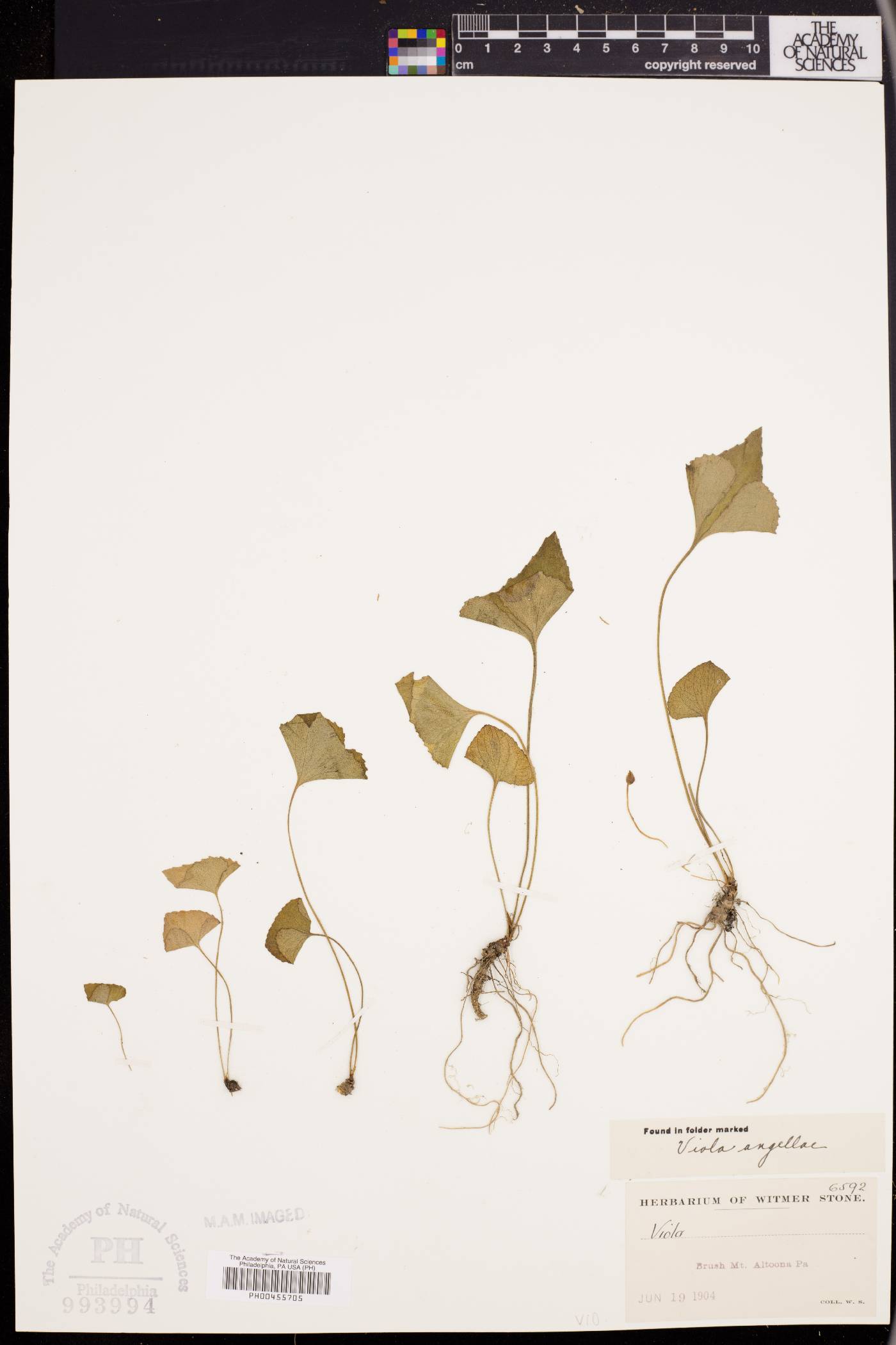 Viola angelliae image