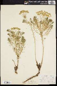 Euphorbia cyparissias image