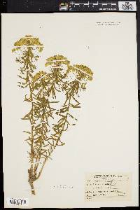 Euphorbia cyparissias image