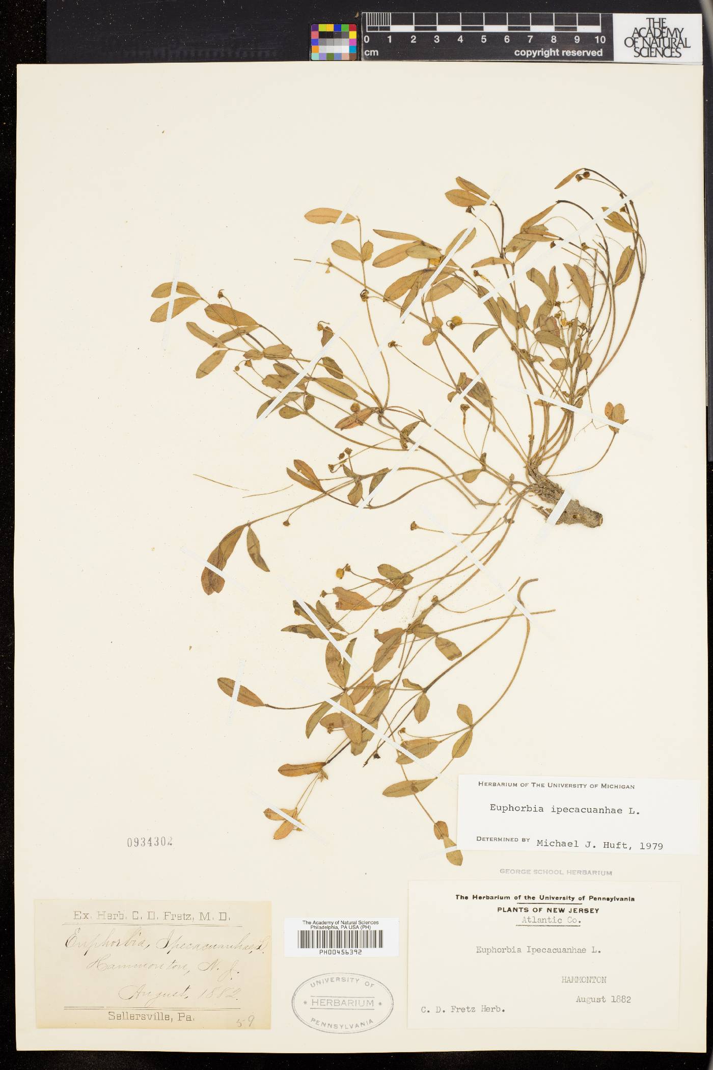 Euphorbia ipecacuanhae image
