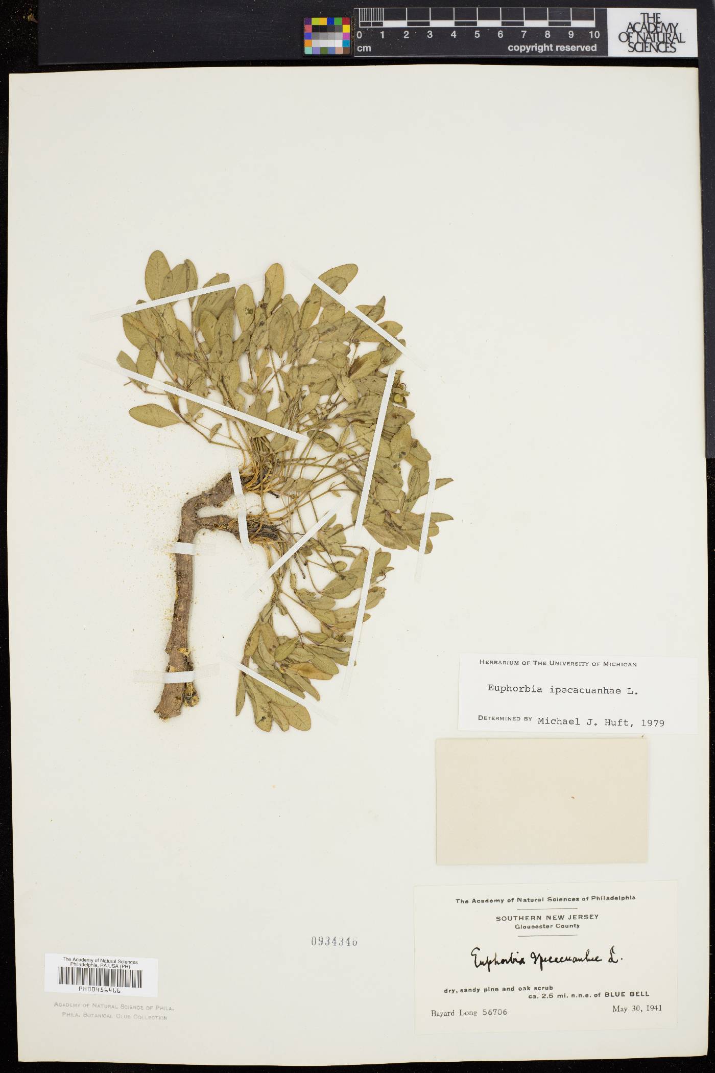 Euphorbia ipecacuanhae image