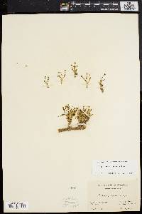 Euphorbia ipecacuanhae image