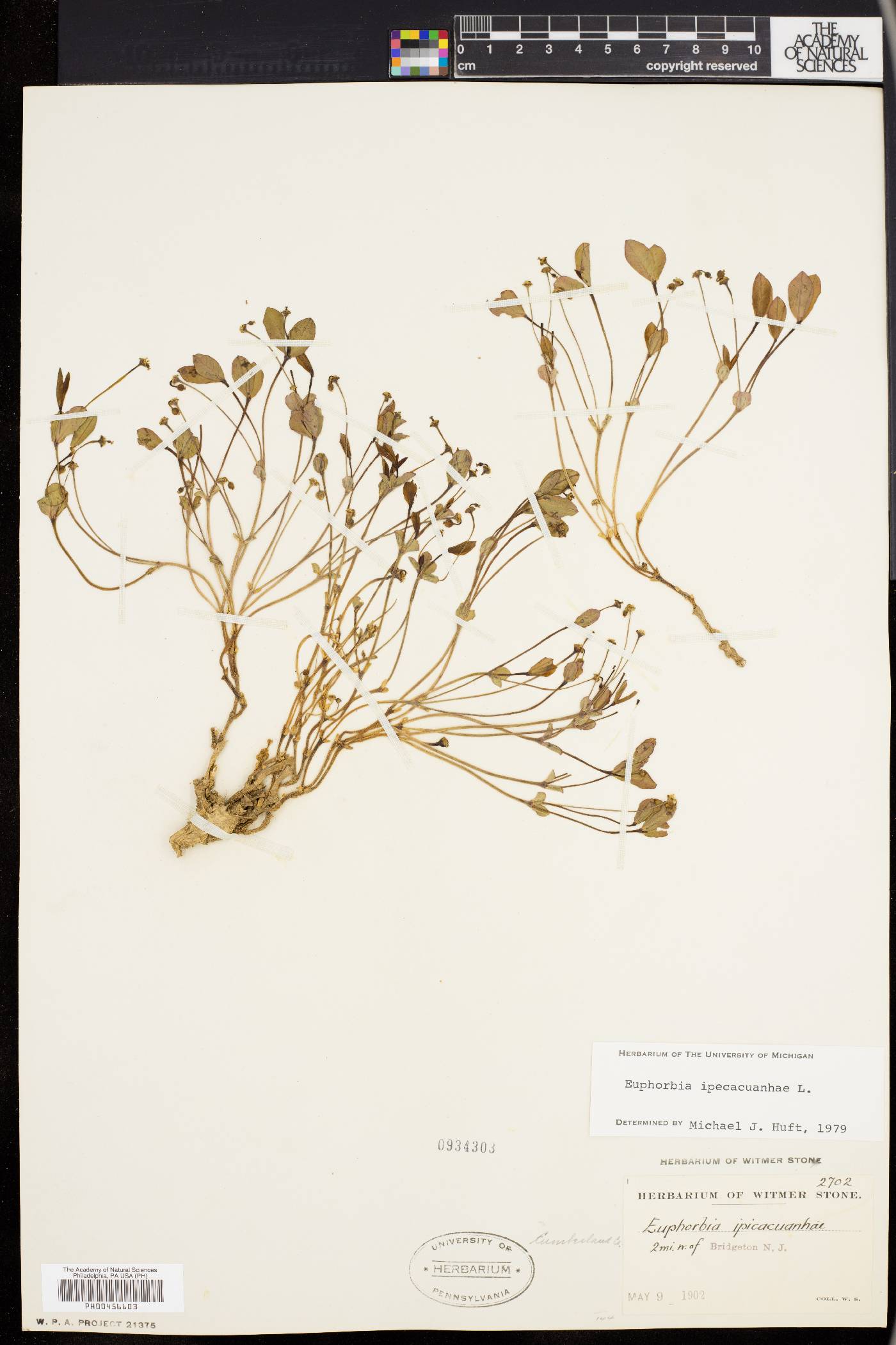 Euphorbia ipecacuanhae image