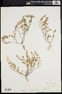 Euphorbia humistrata image