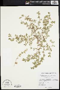 Euphorbia vermiculata image