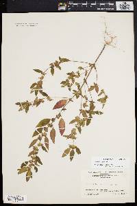 Acalypha virginica image