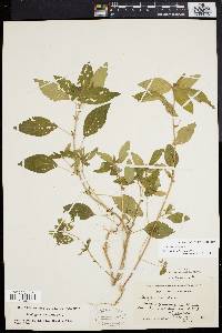 Acalypha virginica image