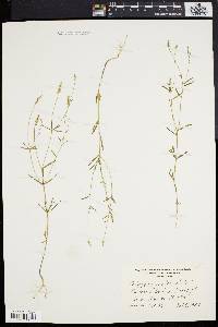 Polygala verticillata image