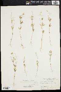 Polygala verticillata image