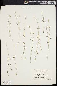 Polygala verticillata image