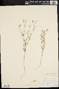 Polygala verticillata image