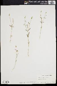 Polygala verticillata image