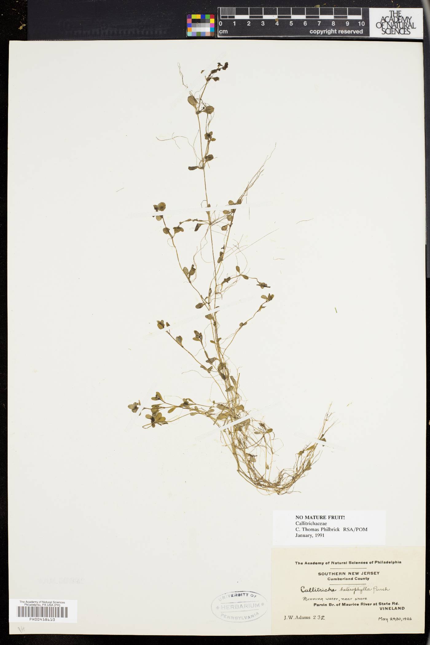 Callitrichaceae image