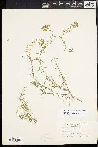 Callitriche heterophylla image