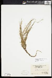 Callitriche heterophylla image