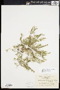 Callitriche heterophylla image