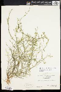 Callitriche heterophylla image