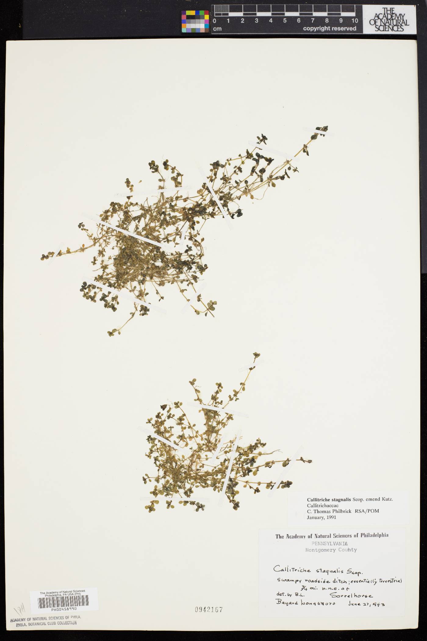 Callitriche stagnalis image
