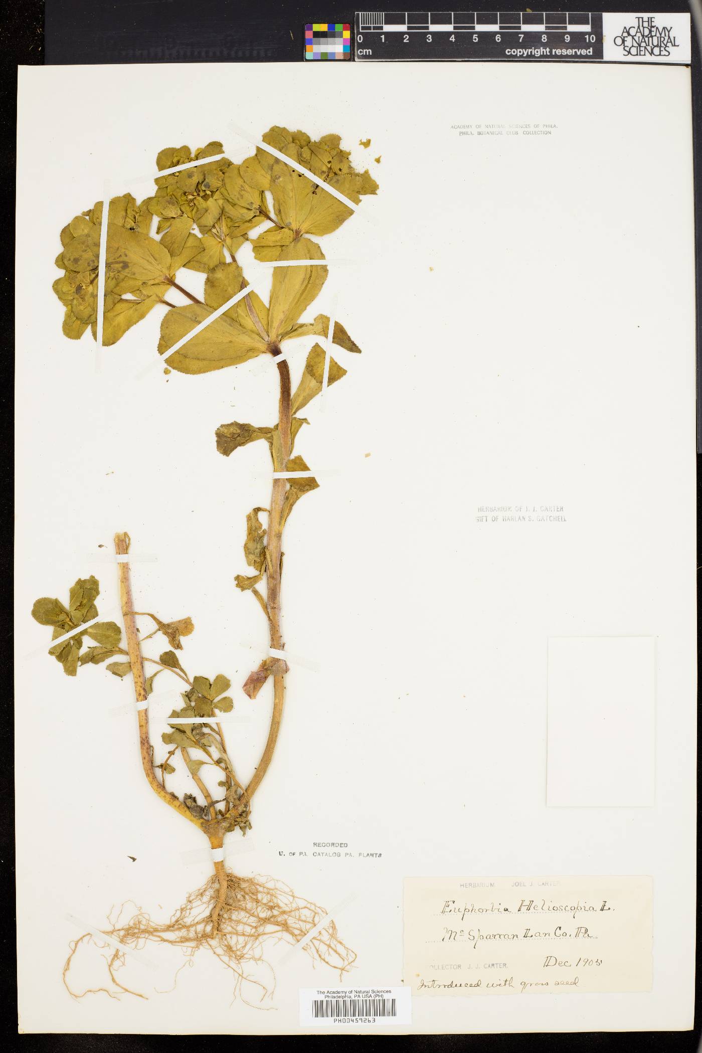 Euphorbia helioscopia image