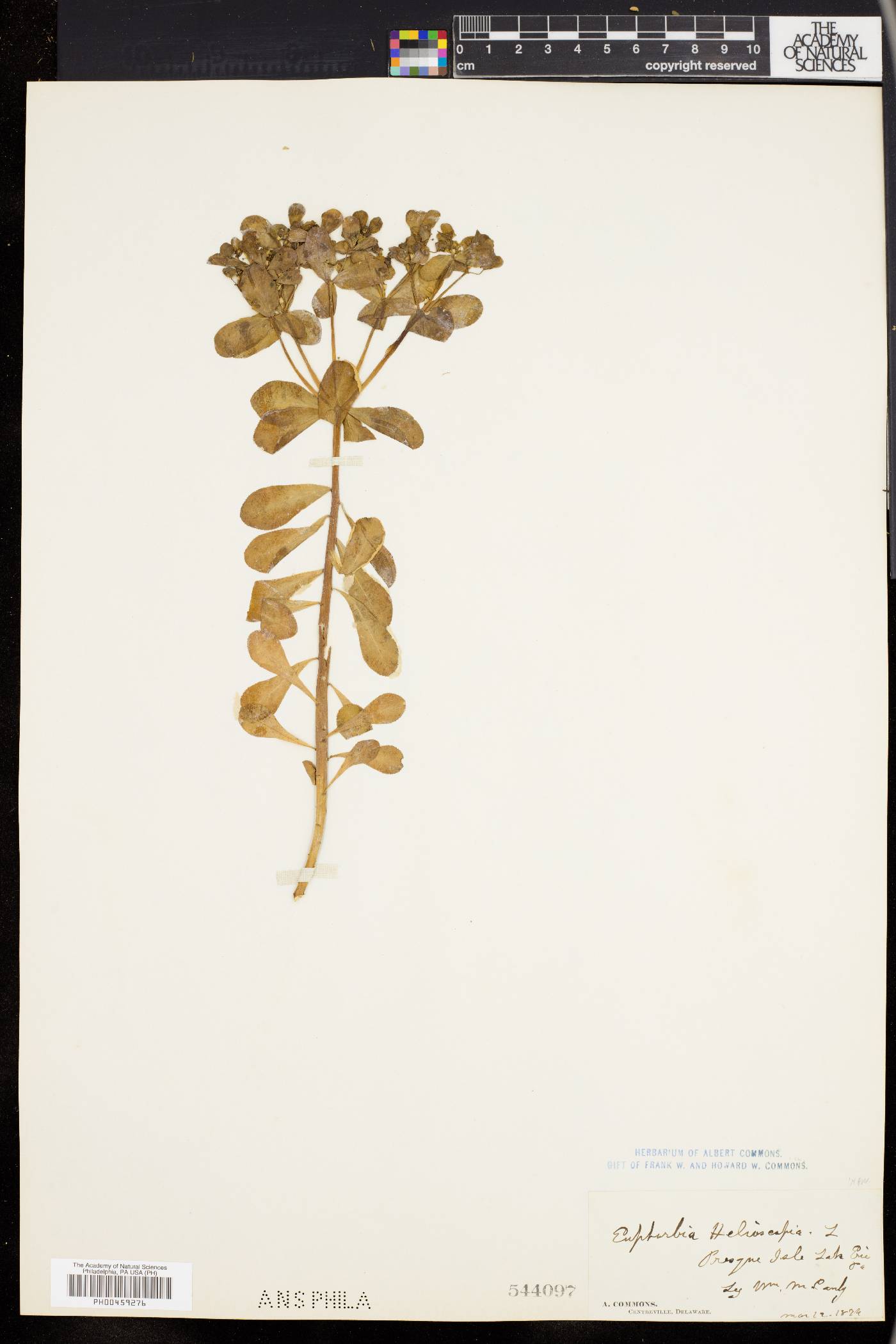 Euphorbia helioscopia image