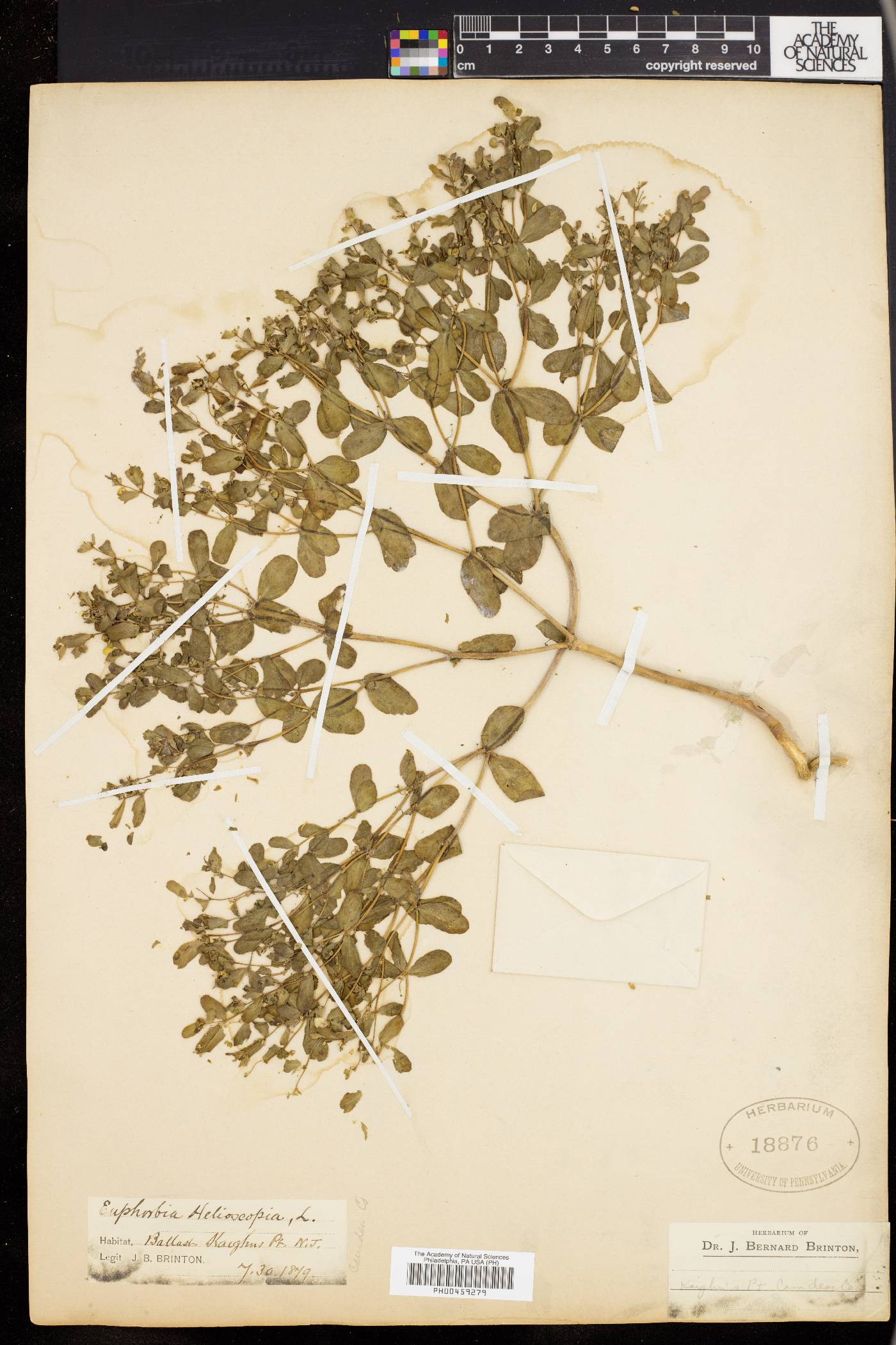 Euphorbia helioscopia image