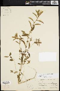 Acalypha gracilens image
