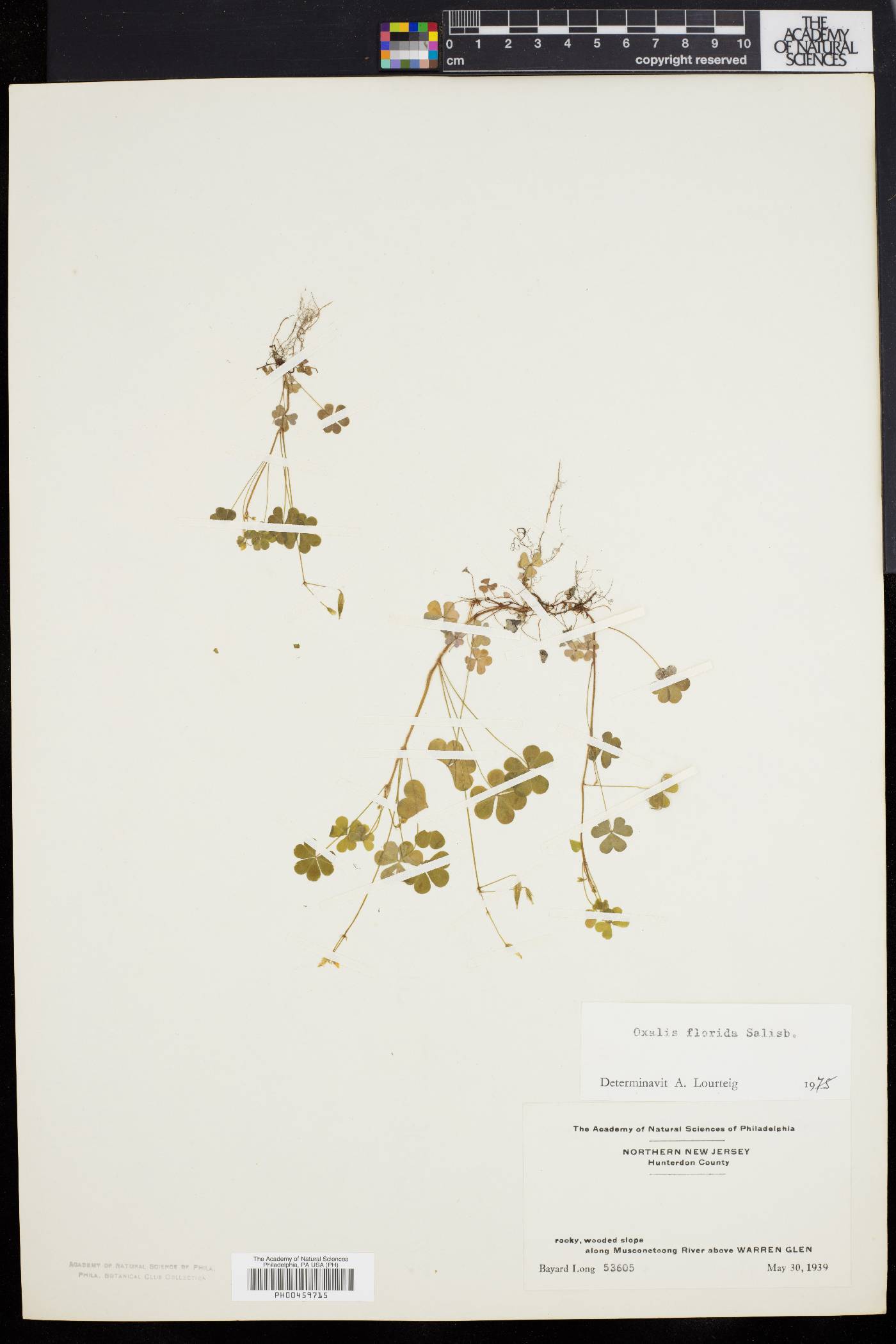 Oxalis florida image
