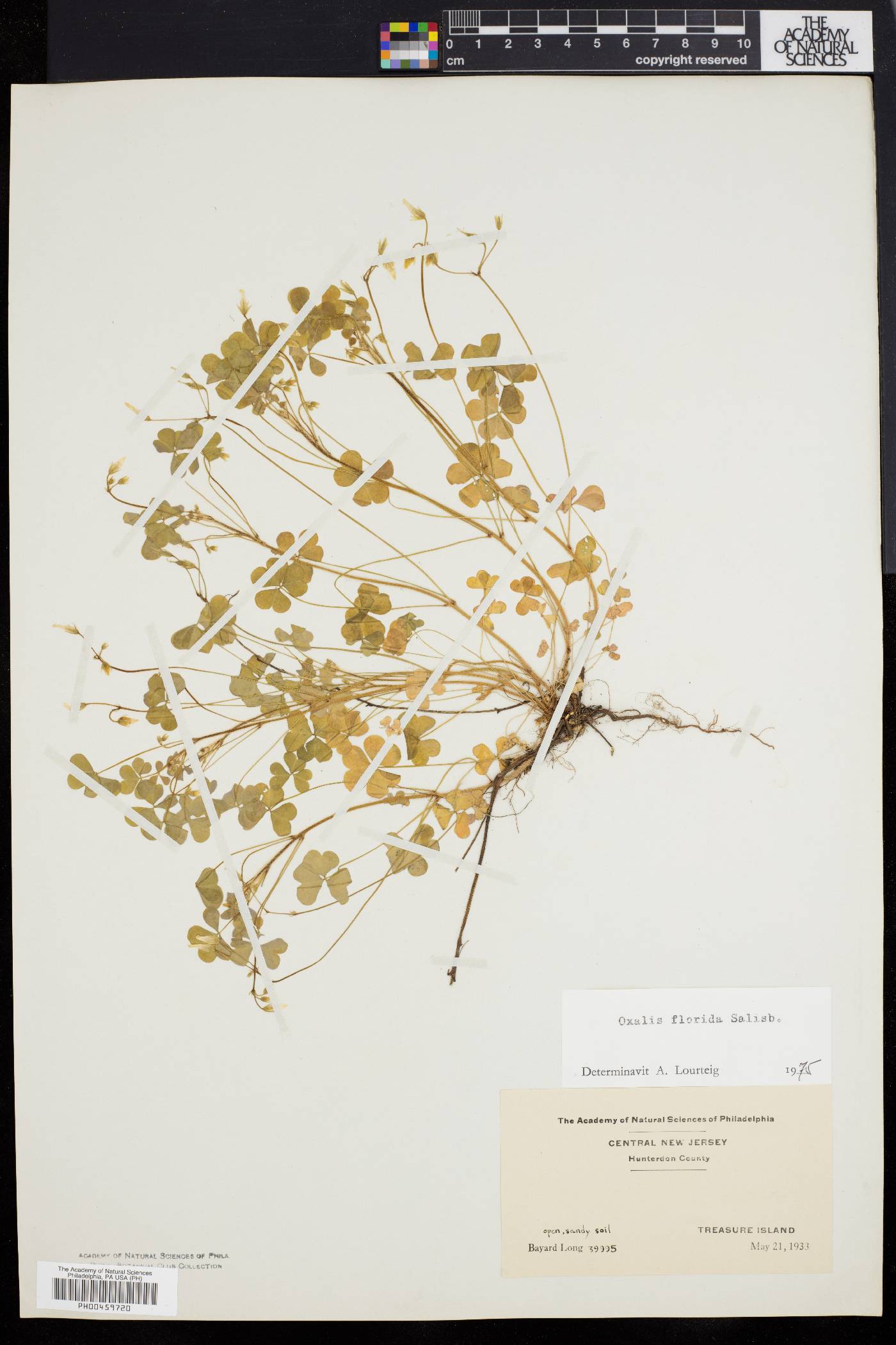 Oxalis florida image