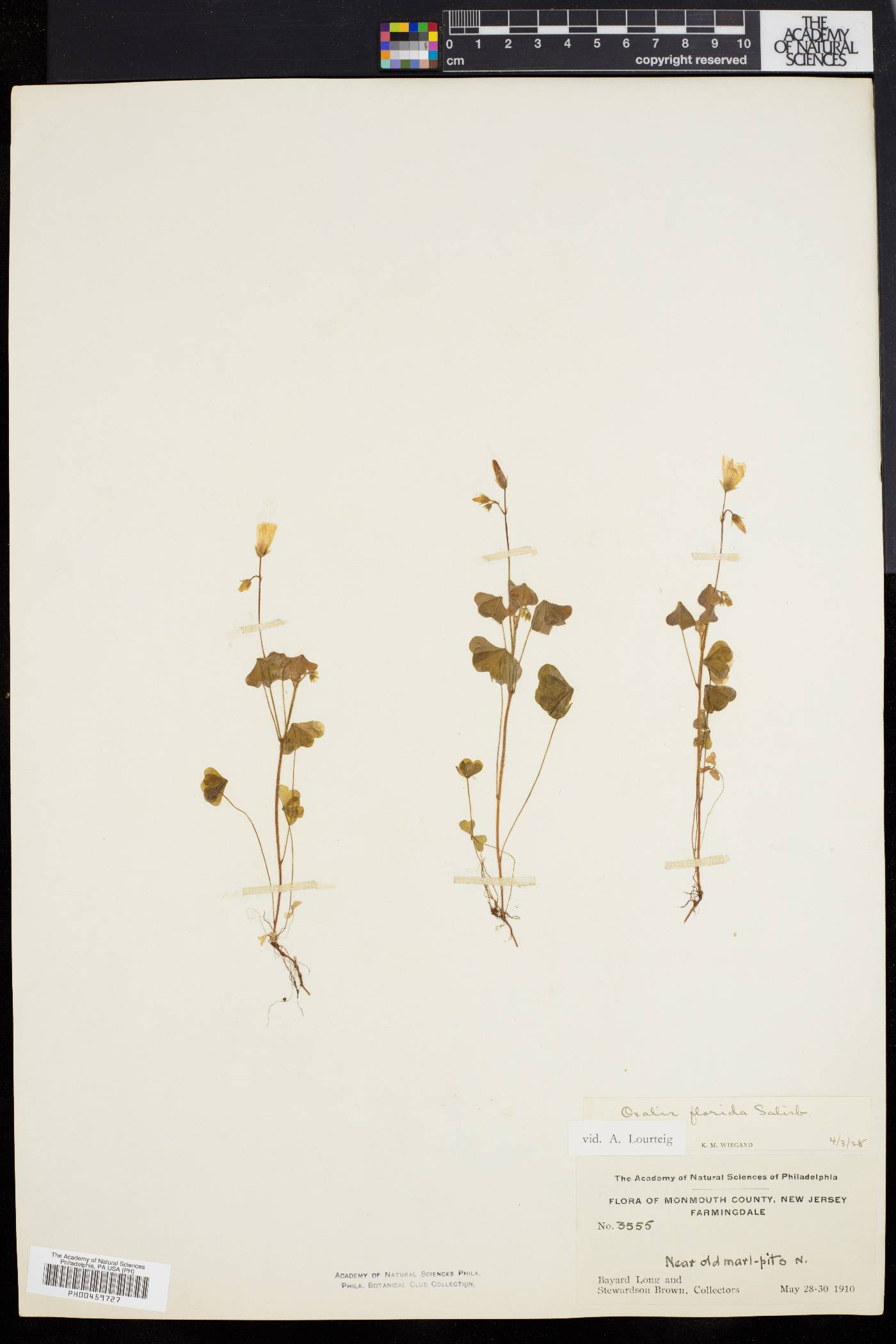 Oxalis florida image