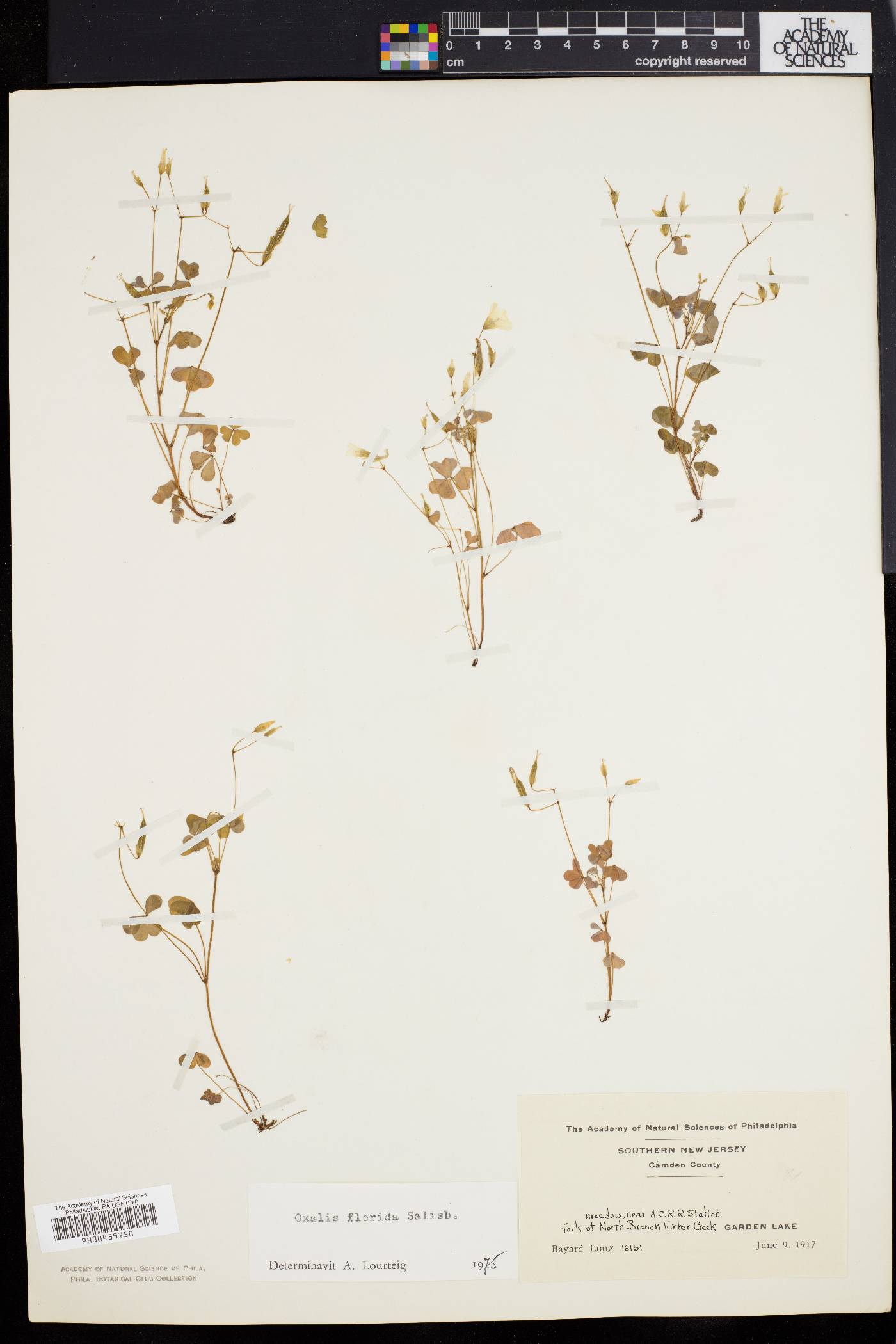 Oxalis florida image