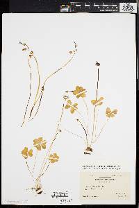 Oxalis violacea image