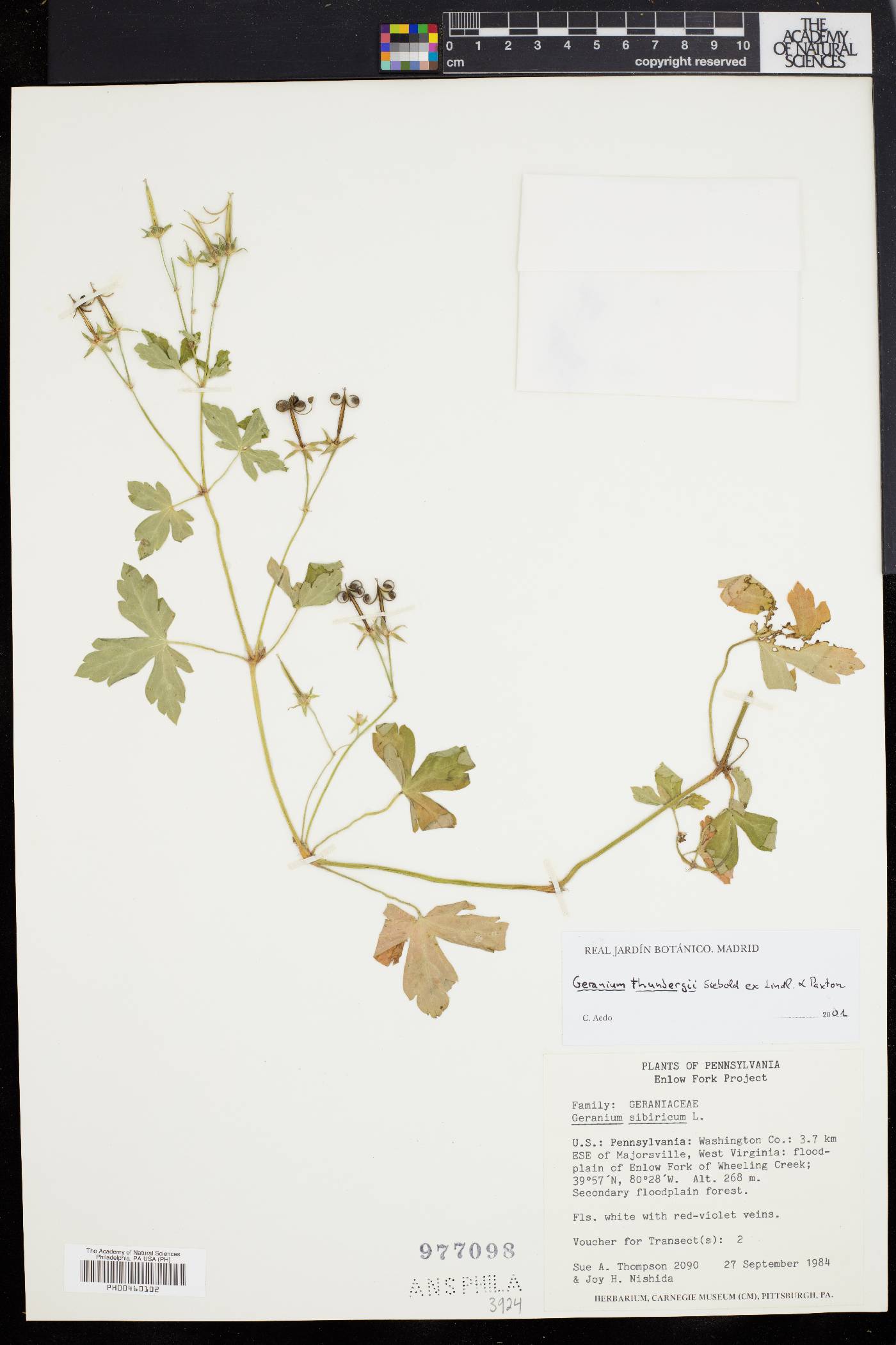 Geranium thunbergii image