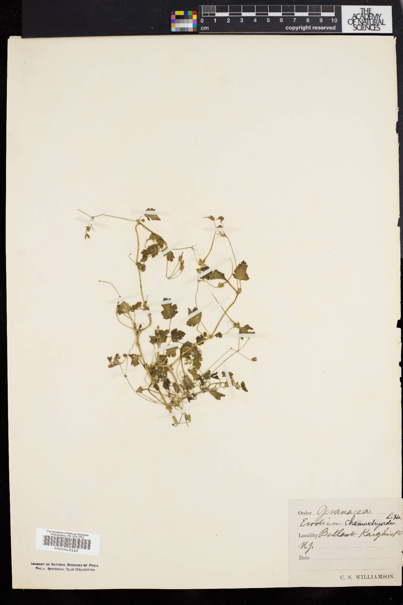 Erodium chamaedryoides image