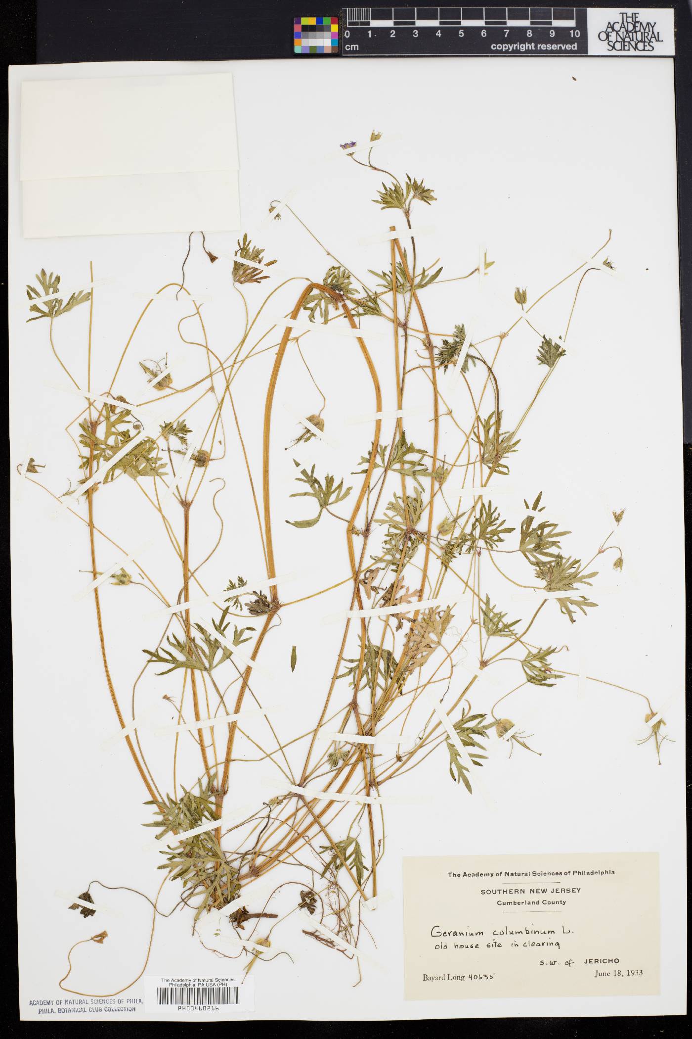 Geranium columbinum image