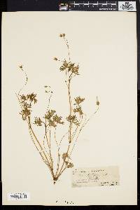 Geranium columbinum image