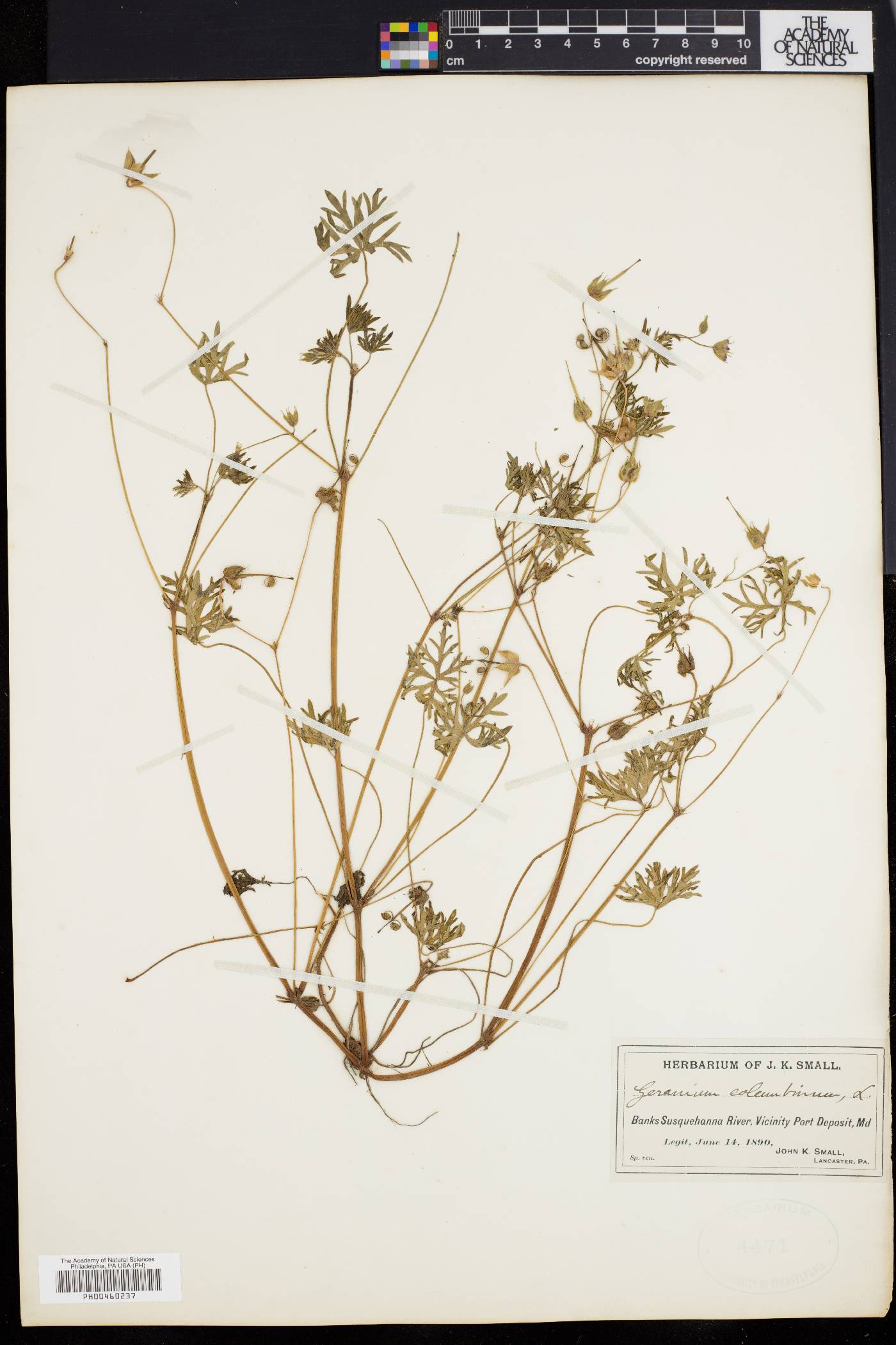 Geranium columbinum image