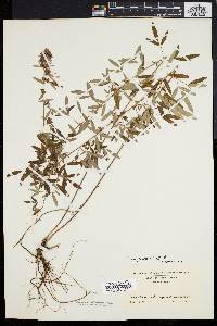 Lespedeza virginica image