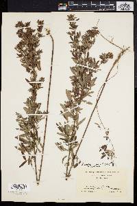 Lespedeza virginica image